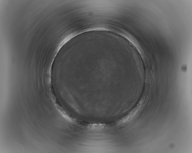 X0000097660858200803142131