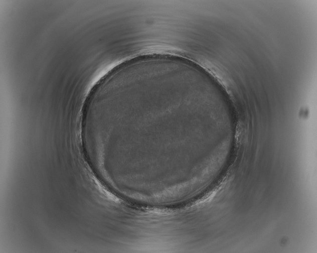 X0000097660877200803142130