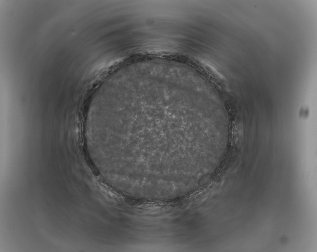 X0000097660917200803142129