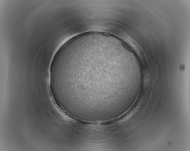 X0000097660940200803142129