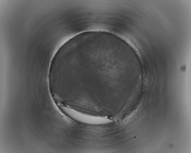X0000097660943200803142129