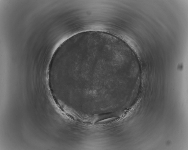 X0000097660944200803142129