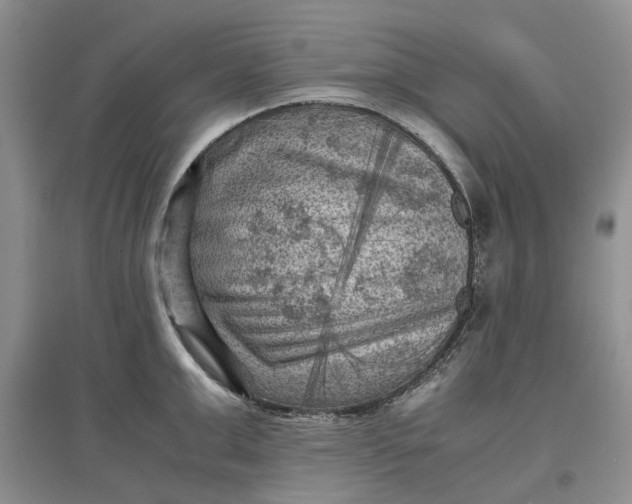 X0000097660999200803142128