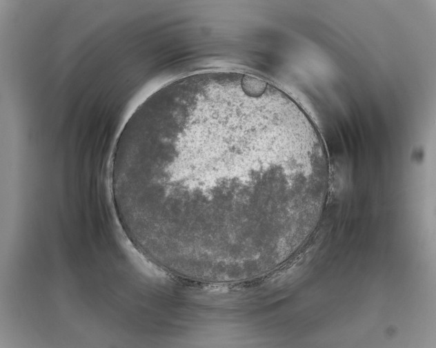 X0000097661098200803142126