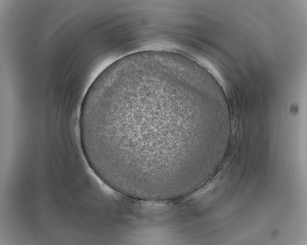 X0000097661103200803142126