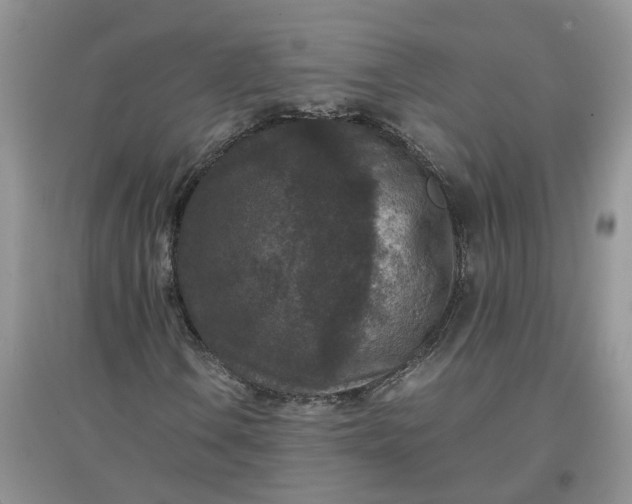 X0000097661106200803142126