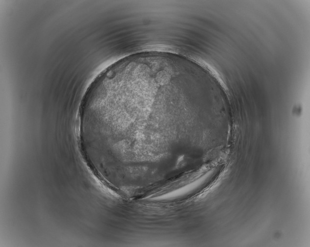X0000097661125200803142126