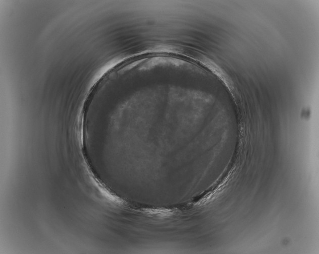 X0000097661127200803142126