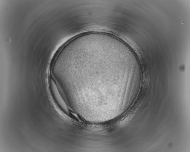 X0000097661128200803142126