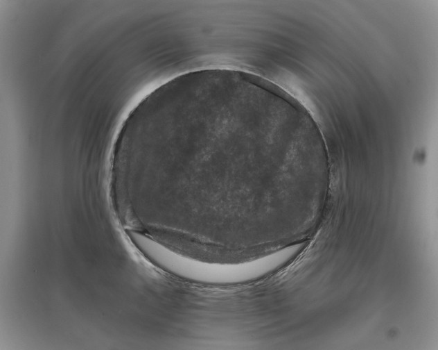 X0000097661144200803142126