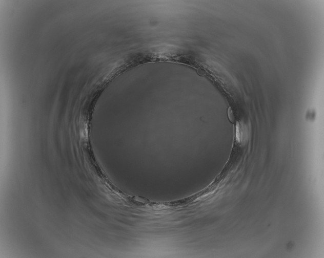 X0000097661155200803142125