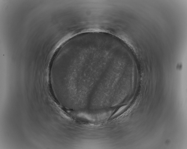 X0000097661173200803142125