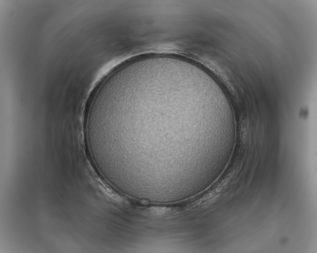 X0000097661176200803142125