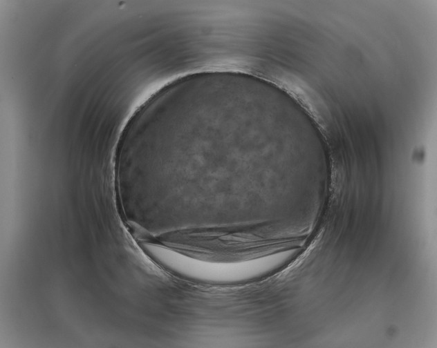 X0000097661184200803142125