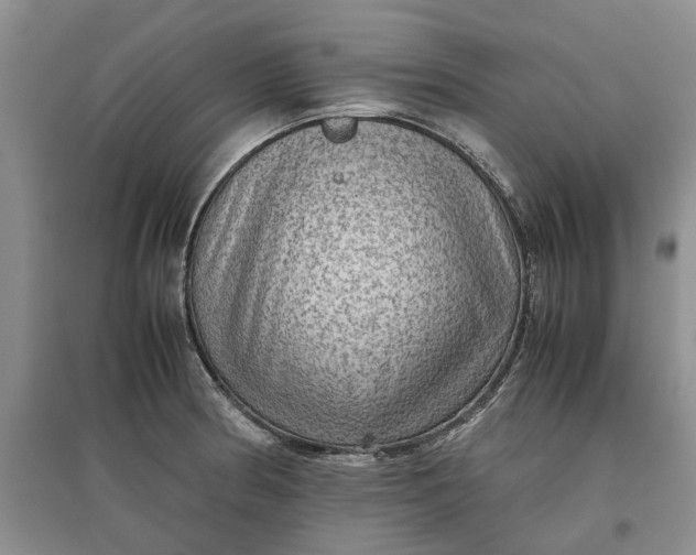 X0000097661186200803142125