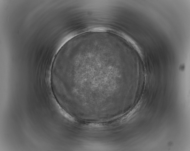 X0000097661194200803142125