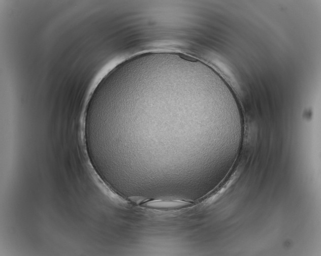 X0000097661196200803142125
