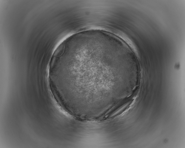X0000097661198200803142125