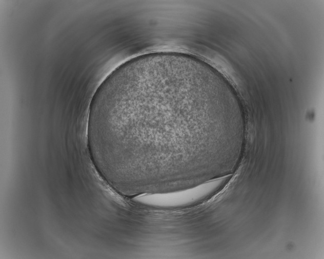 X0000097661228200803142125