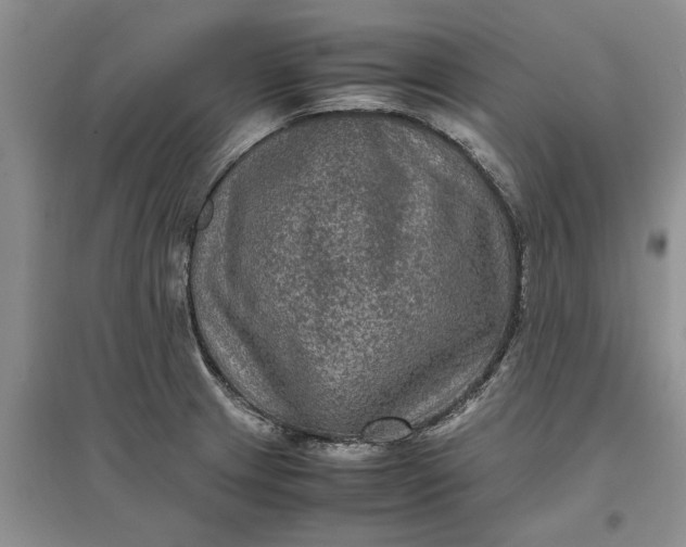 X0000097661233200803142125