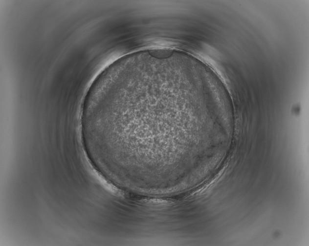 X0000097661235200803142125