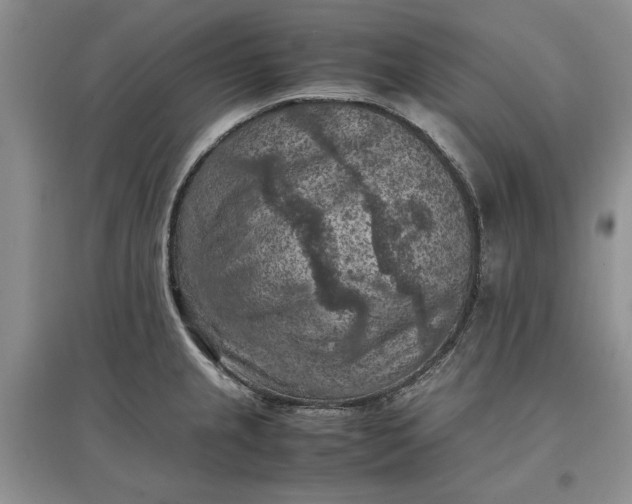 X0000097661237200803142125