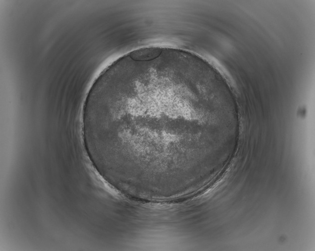 X0000097661240200803142125