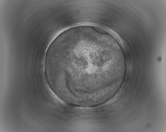 X0000097661244200803142125