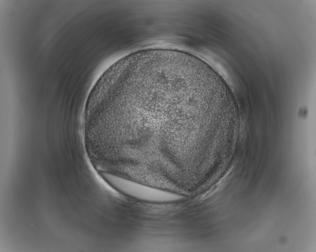 X0000097661247200803142125