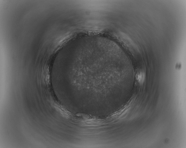 X0000097661252200803142124