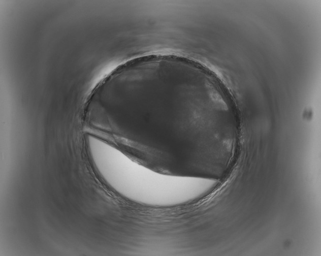 X0000097661263200803142124