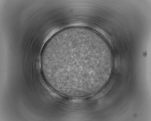 X0000097661274200803142124