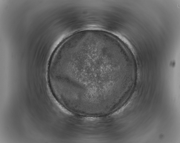 X0000097661333200803142123