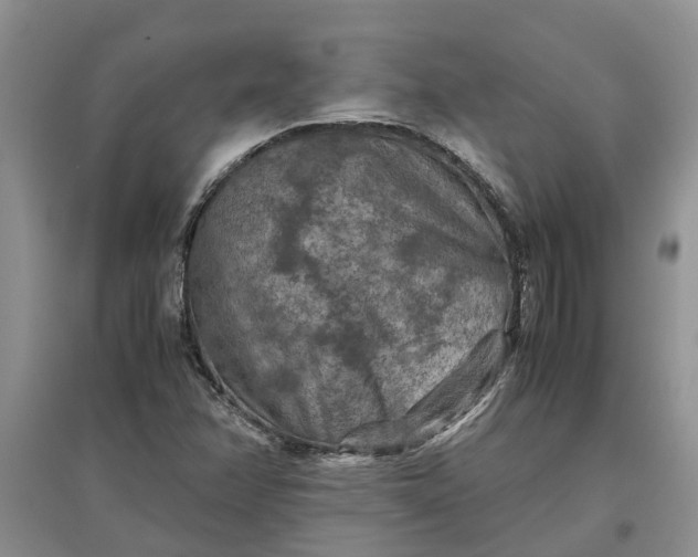 X0000097661358200803142122
