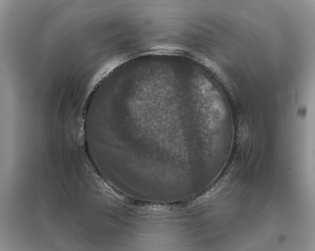 X0000097661362200803142122