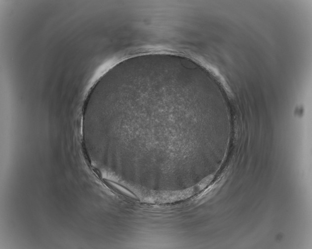 X0000097661365200803142122