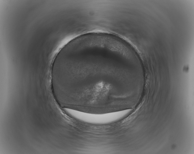 X0000097661367200803142122