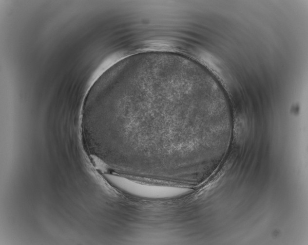 X0000097661378200803142122