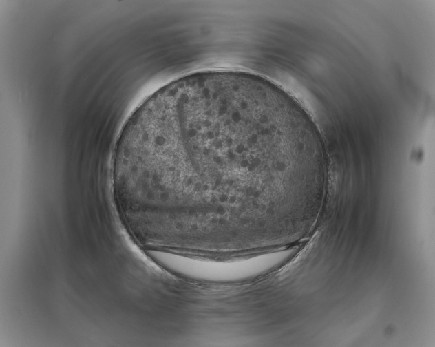 X0000097661382200803142122
