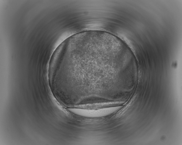 X0000097661386200803142122