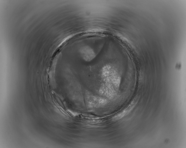 X0000097661401200803142121