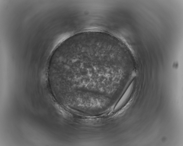 X0000097661405200803142121