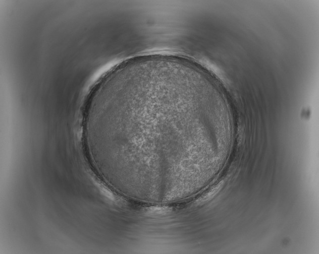 X0000097661406200803142121