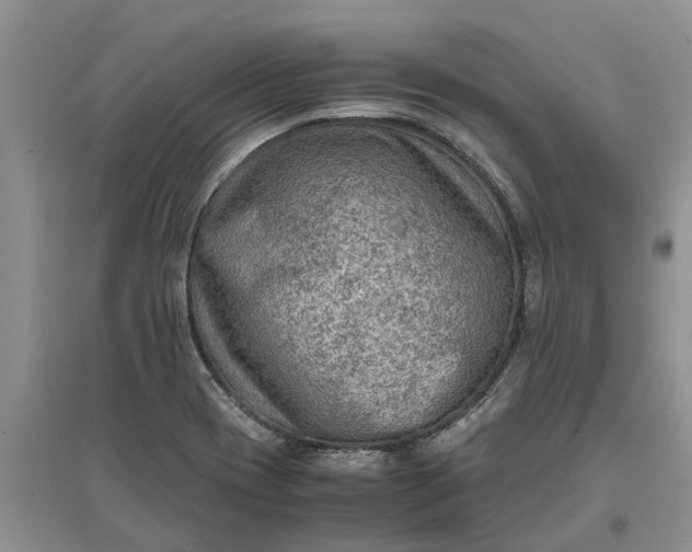 X0000097661417200803142122