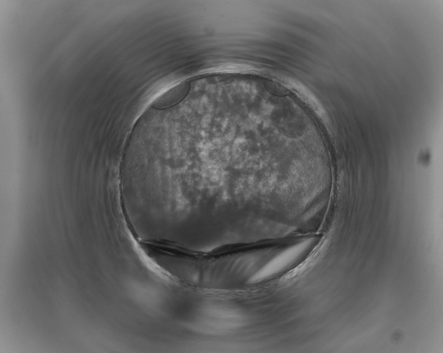 X0000097661425200803142122
