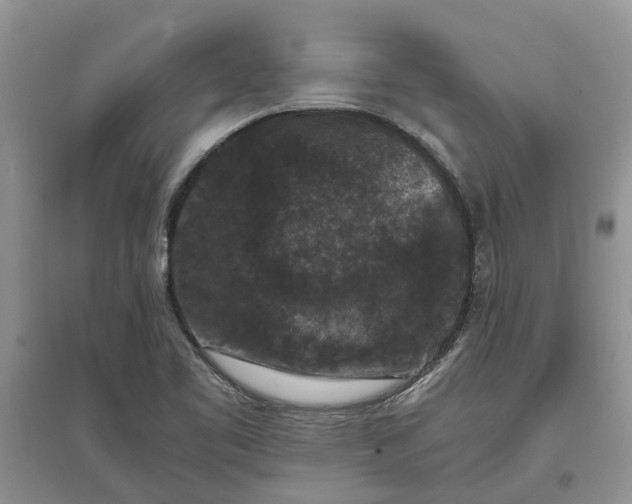 X0000097661461200803142121