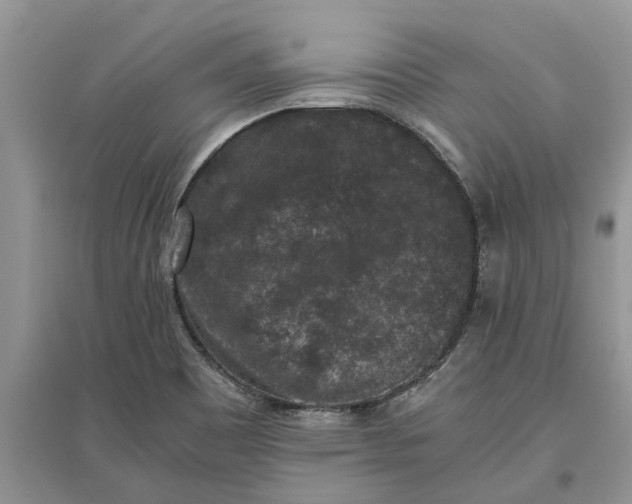 X0000097661465200803142121