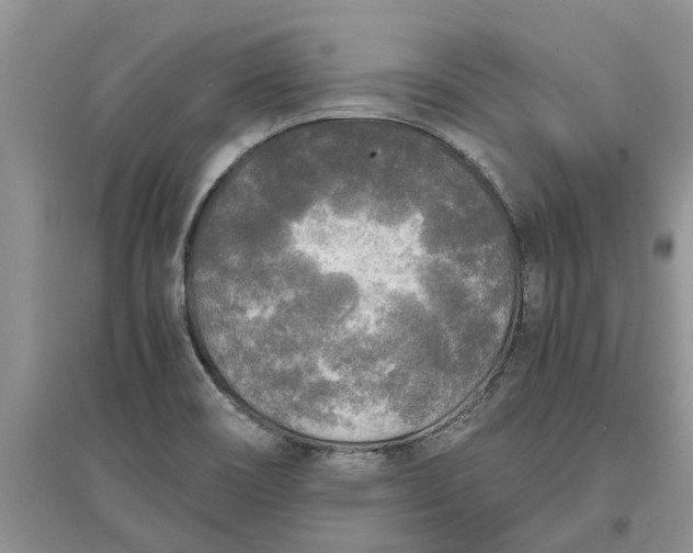 X0000097661466200803142121