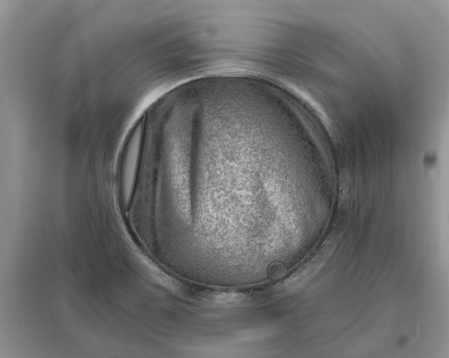 X0000097661467200803142121