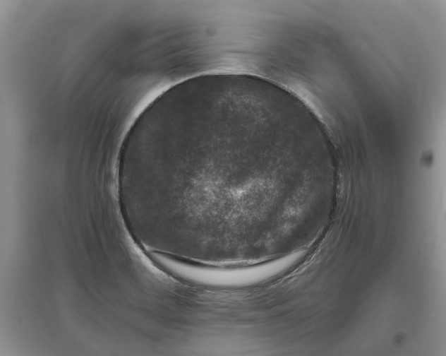 X0000097661468200803142121